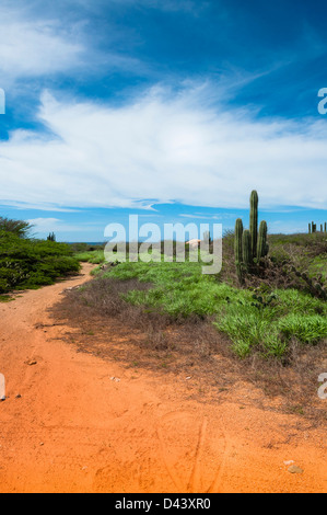 Scenic avec chemin et Cactus, côte nord de l'Aruba, Lesser Antilles, Caribbean Banque D'Images