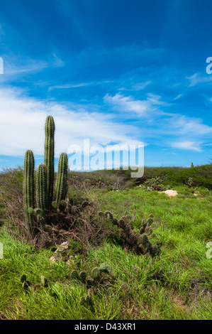 Scenic avec Cactus, côte nord de l'Aruba, Lesser Antilles, Caribbean Banque D'Images