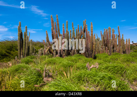 Scenic avec Cactus, Aruba, Lesser Antilles, Caribbean Banque D'Images