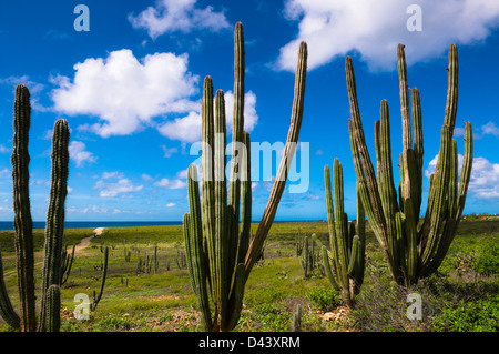 Scenic avec Cactus, Parc national Arikok, Aruba, Lesser Antilles, Caribbean Banque D'Images