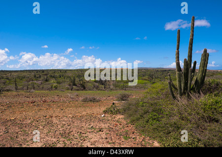 Scenic avec Cactus, Parc national Arikok, Aruba, Lesser Antilles, Caribbean Banque D'Images