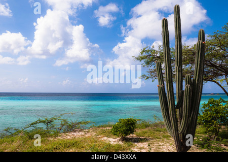 Scenic avec Cactus, Mangel Halto par Coast Beach, Aruba, Lesser Antilles, Caribbean Banque D'Images