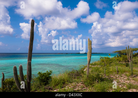 Scenic avec Cactus, Mangel Halto par Coast Beach, Aruba, Lesser Antilles, Caribbean Banque D'Images