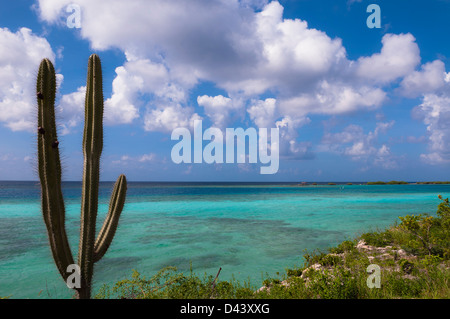 Scenic avec Cactus, Mangel Halto par Coast Beach, Aruba, Lesser Antilles, Caribbean Banque D'Images