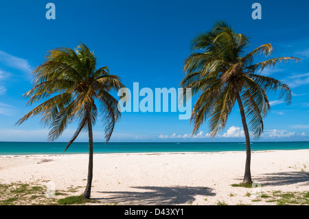 Palmiers par océan, Palm Beach, Aruba, Lesser Antilles, Caribbean Banque D'Images