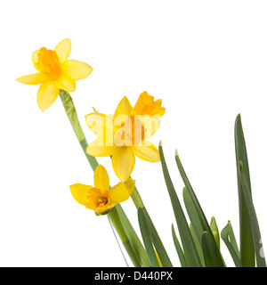 Fleurs jonquilles jaune isolated on white Banque D'Images