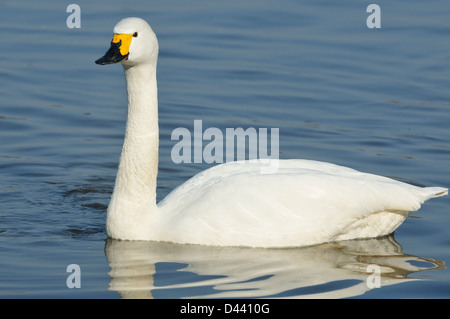 Le cygne de Bewick - Cygnus bewickii seul oiseau natation sur le lac Banque D'Images