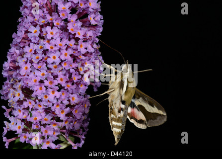 Le gaillet Hyles galii (Sphynx) adulte se nourrit de fleurs de buddleia, de nuit avec la langue en captivité, étendu Banque D'Images