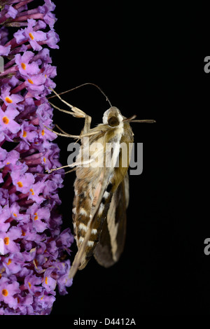 Le gaillet Hyles galii (Sphynx) se nourrissant de fleurs de buddleia, langue, captive étendu Banque D'Images