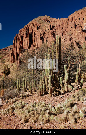 Cactus et l'érosion paysage près de Tupiza, Red Rock formations dans le canon del Inca, Chichas Tupiza, Bolivie, plage de l'Amérique du Sud Banque D'Images