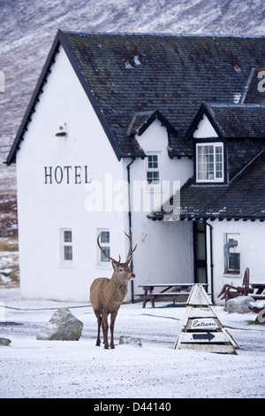 Red Deer mâle près de Glencoe en Écosse. Banque D'Images