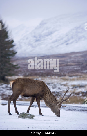 Red Deer mâle près de Glencoe en Écosse. Banque D'Images