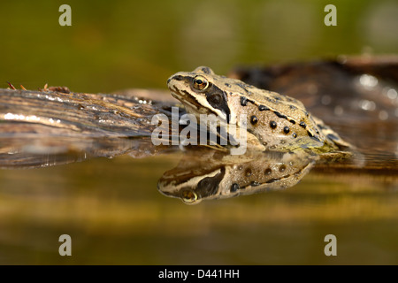 Grenouille Rousse (Rana temporaria) assis sur se connecter dans l'eau, Oxfordshire, Angleterre, Août Banque D'Images