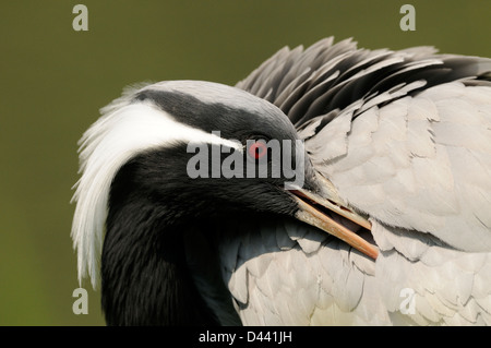 Grue demoiselle (Anthropoides virgo) lissage adultes, captive, UK, Mai Banque D'Images