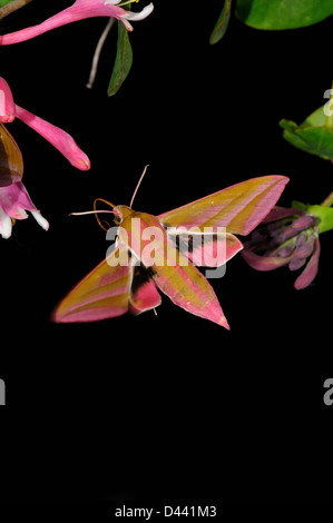 (Deilephila elpenor Sphynx éléphant) en vol, et à l'approche de la fleur de chèvrefeuille de nuit, Oxfordshire, Angleterre, Mai Banque D'Images