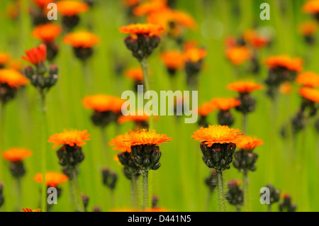 L'épervière orange (Pilosella aurantiaca) ou le renard et d'oursons, Oxfordshire, Angleterre, juin Banque D'Images