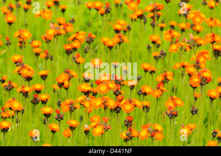 L'épervière orange (Pilosella aurantiaca) ou le renard et d'oursons, Oxfordshire, Angleterre, juin Banque D'Images