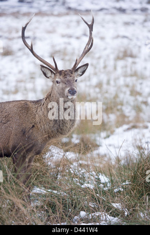 Red Deer mâle près de Glencoe en Écosse. Banque D'Images