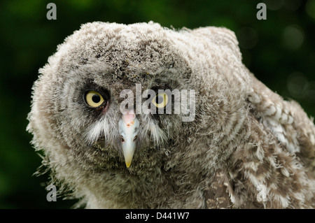 La Chouette lapone (Strix nebulosa) close-up de grand poussin, captive, UK, Juillet Banque D'Images