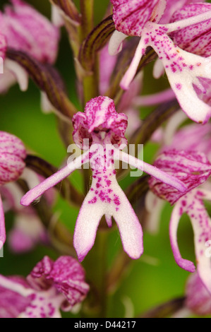 Dame/Orchidée singe hybride (Orchis purpurea x simia) Hartslock, Oxfordshire, Angleterre, Mai Banque D'Images