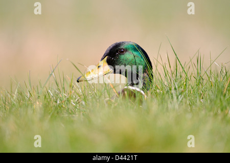 Le Canard colvert (Anas platyrhynchos), mâle, se cachant dans les herbes hautes, Oxfordshire, UK, Mars Banque D'Images