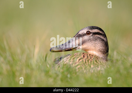 Le Canard colvert (Anas platyrhynchos) féminin couché dans l'herbe haute, Oxfordshire, UK, Mars Banque D'Images