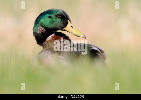 Le Canard colvert (Anas platyrhynchos) de sexe masculin dans l'herbe haute, Oxfordshire, Angleterre, Mars Banque D'Images