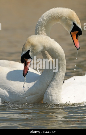 Mute Swan (Cygnus olor) couple nicheur, avec cous enlacés, parade nuptiale, Oxfordshire, Angleterre, Mai Banque D'Images