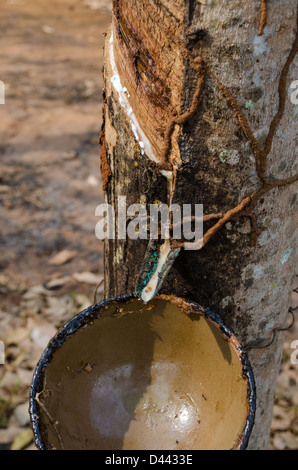 La collecte du latex naturel à partir de l'arbre à caoutchouc au Cambodge Banque D'Images