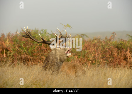 Red Deer (Cervus elaphus) stag assis dans l'herbe haute rugissant, Richmond Park, Angleterre, octobre Banque D'Images