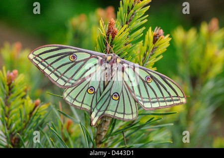 Spanish Moon Moth (Graellsia isabellae) femelle adulte au repos sur le pin sylvestre (Pinus sylvestris) en captivité Banque D'Images