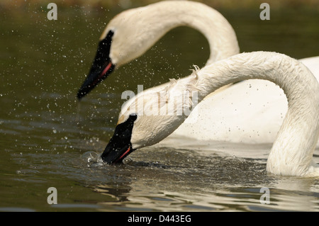 Cygne trompette (Cygnus buccinator) secouant sa tête, Slimbridge, Angleterre, Mai Banque D'Images