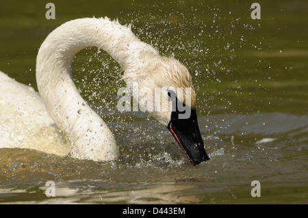 Cygne trompette (Cygnus buccinator) secouant sa tête, Slimbridge, Angleterre, Mai Banque D'Images