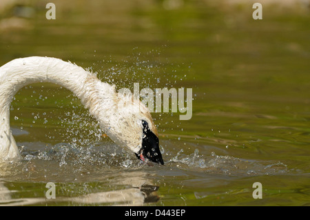 Cygne trompette (Cygnus buccinator) secouant sa tête, Slimbridge, Angleterre, Mai Banque D'Images