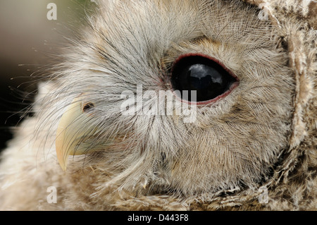 Chouette de l'Oural (Strix) uralenisis close-up de l'oeil et le bec de chick, captive Banque D'Images