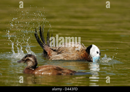 L'érismature à tête blanche (Oxyura leucocephala), mâle à femelle affichage sur l'eau, captive Banque D'Images