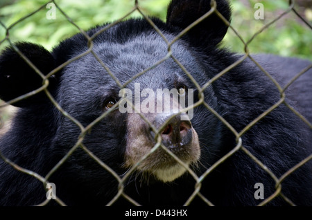Enregistré par le braconnage de l'ours à Kuang Si porter réserver, Laos Banque D'Images