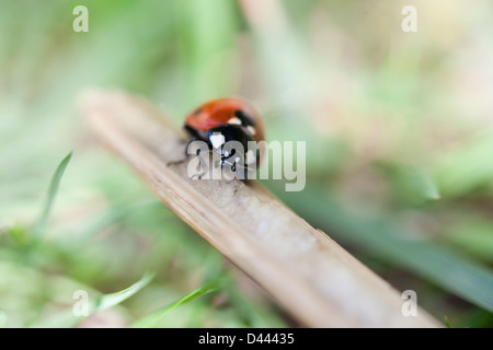 Une coccinelle à sept points sur un bâton Banque D'Images