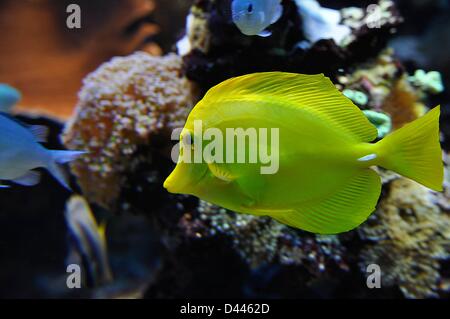 Un Zebrasoma flavescens (communément connu sous le nom de 'Yellow Tang') nage à travers un aquarium à Biosphäre Potsdam, Allemagne, 6 juin 2011. Fotoarchiv für ZeitgeschichteS.Steinach Banque D'Images