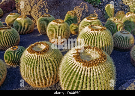 Golden Barrel Cactus, jardin de cactus , Guatiza, Lanzarote, îles Canaries, Espagne Banque D'Images