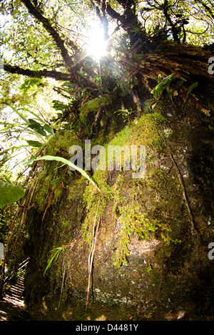 Vue à l'intérieur du parc national d'Itatiaia (Parque Nacional do Itatiaia) au Brésil. Le premier parc national au Brésil. Banque D'Images