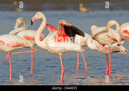 Plus de flamants roses (Phoenicopterus roseus) Banque D'Images