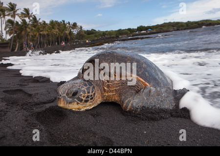 Une tortue qui sort de la mer sur la plage de sable noir, Hawaii, USA. Banque D'Images