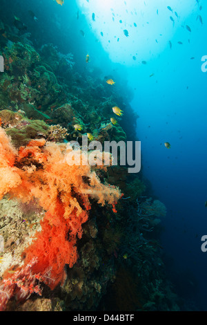 Demoiselle de Ternate (Amblyglyphidodon ternatensis) et les coraux doux sur un récif de coraux tropicaux à Bali, Indonésie. Banque D'Images