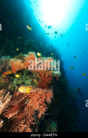 Demoiselle de Ternate (Amblyglyphidodon ternatensis) et les coraux doux sur un récif de coraux tropicaux à Bali, Indonésie. Banque D'Images