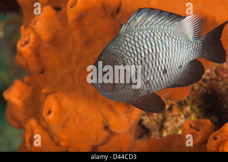 Trois-spot Dascyllus (Dascyllus trimaculatus) sur un récif de coraux tropicaux à Bali, Indonésie. Banque D'Images