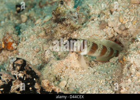 Marge rouge-Shrimpgoby rubrimarginatus Amblyeleotris (peering) hors de son terrier Banque D'Images