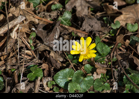 Une belle floraison précoce lesser celandine Banque D'Images