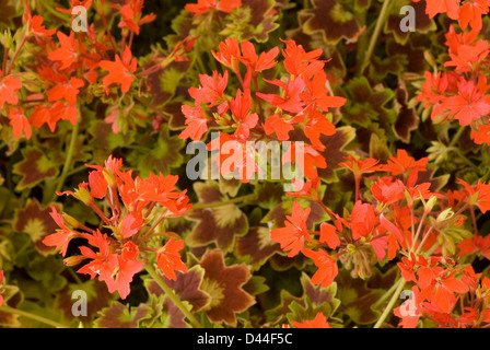 Pelargonium zonali stellari 'Golden Heart' , gerani, piante terrestri, geraniacee, fiori Banque D'Images