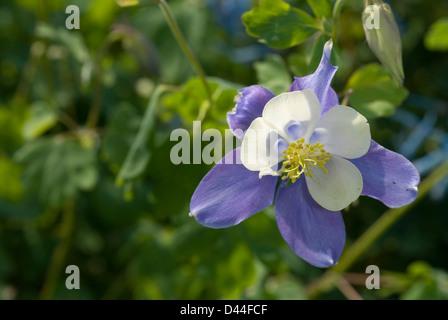 Aquilegia caerulea 'hétérosis Musik Blue-White', Ranuncolaceae Banque D'Images